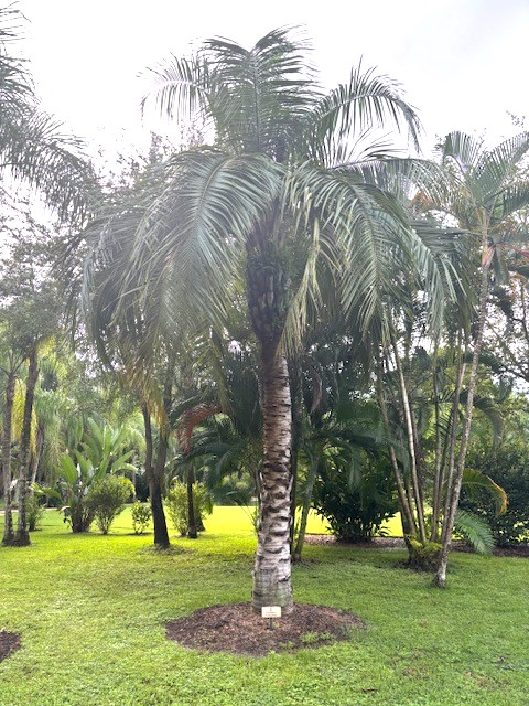 Butiagrus nabonnandii